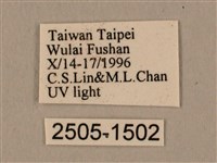 棕綠背線天蛾藏品圖，第3張