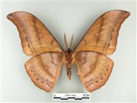 大透目天蠶蛾藏品圖，第2張