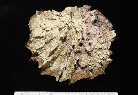 鋸齒牡蠣藏品圖，第2張