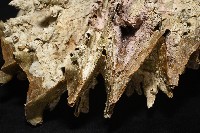 鋸齒牡蠣藏品圖，第3張