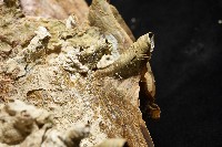 鋸齒牡蠣藏品圖，第6張