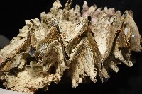 鋸齒牡蠣藏品圖，第7張