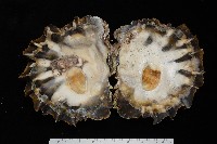 鋸齒牡蠣藏品圖，第8張