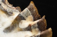 鋸齒牡蠣藏品圖，第9張