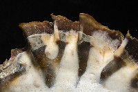 鋸齒牡蠣藏品圖，第10張