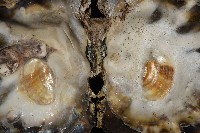 鋸齒牡蠣藏品圖，第12張
