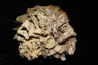 鋸齒牡蠣藏品圖，第15張