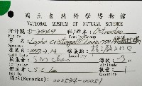 鋸齒牡蠣藏品圖，第16張