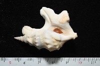 鵜足螺藏品圖，第2張