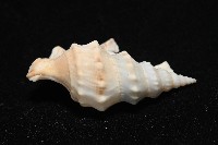 鵜足螺藏品圖，第5張