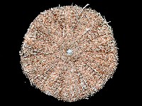 裸軟海膽藏品圖，第4張