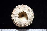 沙氏(藍環)冠海膽藏品圖，第6張