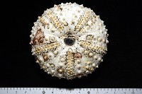 沙氏(藍環)冠海膽藏品圖，第7張