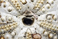 沙氏(藍環)冠海膽藏品圖，第8張