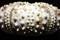 沙氏(藍環)冠海膽藏品圖，第9張