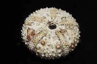 沙氏(藍環)冠海膽藏品圖，第11張