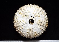 沙氏(藍環)冠海膽藏品圖，第12張