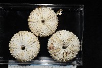 沙氏(藍環)冠海膽藏品圖，第15張