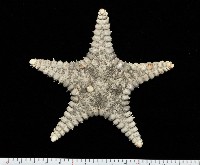 玉緣棘角海星(紫氏麗海星)藏品圖，第1張