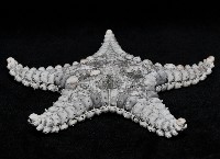 玉緣棘角海星(紫氏麗海星)藏品圖，第2張
