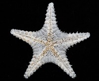 玉緣棘角海星(紫氏麗海星)藏品圖，第3張