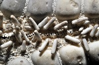 玉緣棘角海星(紫氏麗海星)藏品圖，第4張