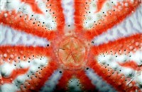 浪腔海膽(波紋腔海膽)藏品圖，第4張