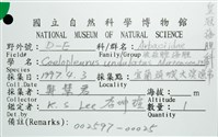 浪腔海膽(波紋腔海膽)藏品圖，第10張