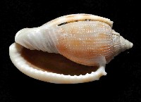 布紋鬘螺藏品圖，第4張