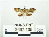 叉紋閃舞蛾藏品圖，第1張