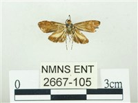 叉紋閃舞蛾藏品圖，第2張