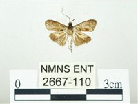 叉紋閃舞蛾藏品圖，第1張