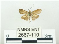 叉紋閃舞蛾藏品圖，第2張