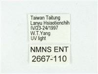 叉紋閃舞蛾藏品圖，第3張