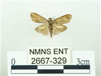 叉紋閃舞蛾藏品圖，第2張