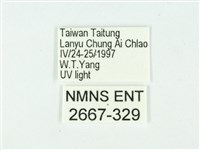 叉紋閃舞蛾藏品圖，第3張