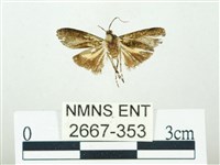 叉紋閃舞蛾藏品圖，第1張