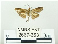 叉紋閃舞蛾藏品圖，第2張