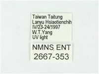 叉紋閃舞蛾藏品圖，第3張