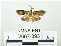 叉紋閃舞蛾藏品圖，第1張