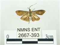 叉紋閃舞蛾藏品圖，第2張