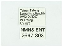 叉紋閃舞蛾藏品圖，第3張