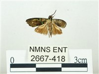 叉紋閃舞蛾藏品圖，第1張