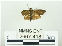 叉紋閃舞蛾藏品圖，第2張