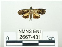 叉紋閃舞蛾藏品圖，第1張