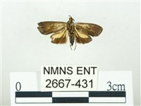 叉紋閃舞蛾藏品圖，第2張