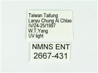 叉紋閃舞蛾藏品圖，第3張