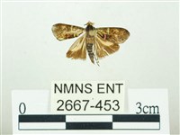 叉紋閃舞蛾藏品圖，第1張