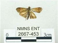 叉紋閃舞蛾藏品圖，第2張