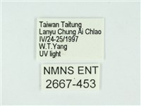 叉紋閃舞蛾藏品圖，第3張